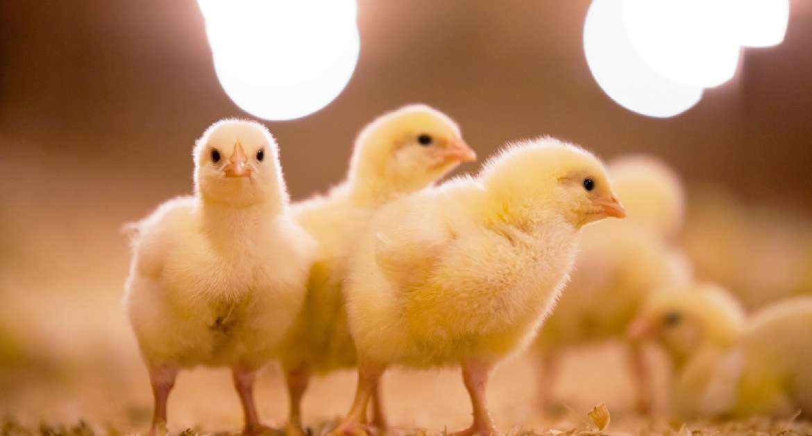 LED lighting in chicks LED lighting in chicks