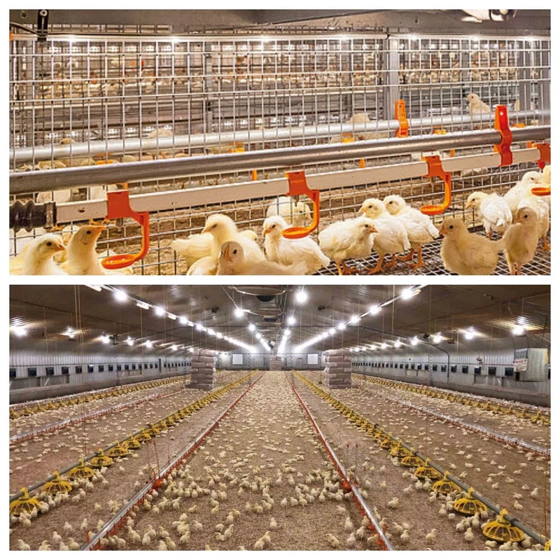 info-1200-1200 info-1200-1200