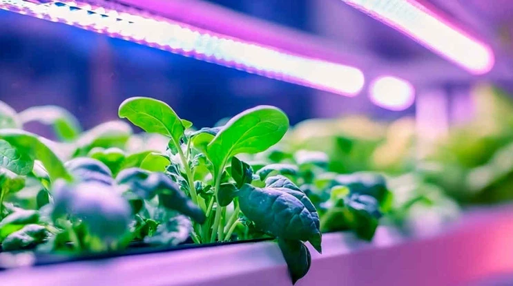 QQ20260107-181146 QQ20260107-181146