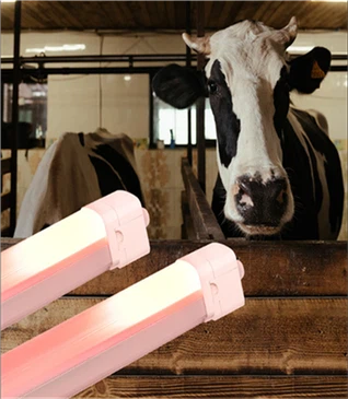 Smart IP66 LED saimniecības gaisma (piena/mājputnu gaļa)