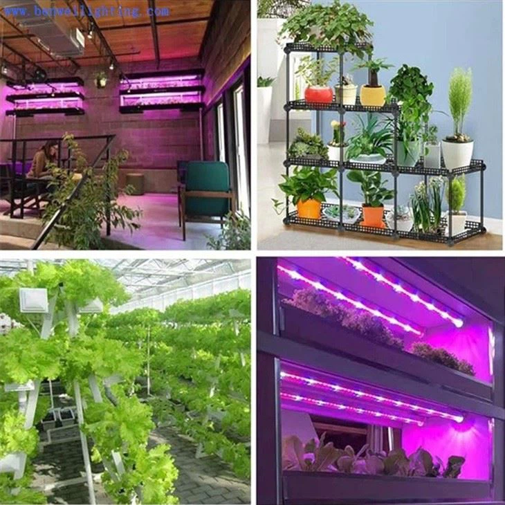 tube lights for growing plants